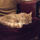 Photo de chat trouvé à Paris