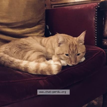 Photo 1/1 Chat trouvé Trouvé à Paris