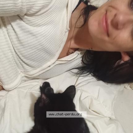 Photo 1/1 Demi-Lune Chat perdu à Quebec