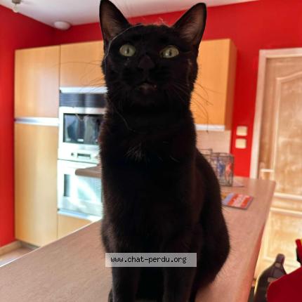 Photo 1/1 Taïga Chat perdu à Saint laurent d aigouze