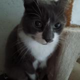 Photo de chat perdu à Bosroumois