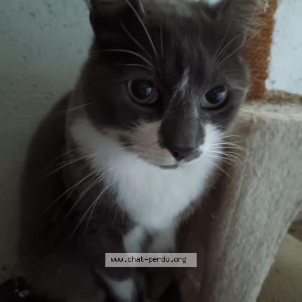 Photo 1/1 Rocky Chat perdu à Bosroumois