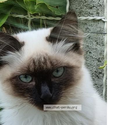 Photo 1/1 Tomix Chat perdu à Moreac