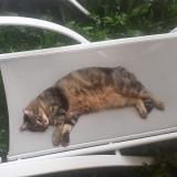 Photo de chat perdu à Beaufort