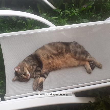 Photo 1/1 API Chat perdu à Beaufort