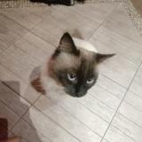 Photo de chat perdu à Fontes