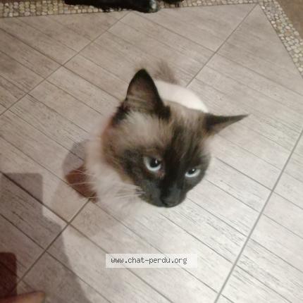 Photo 1/1 Stella Chat perdu à Fontes