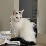 Photo de chat perdu à Sombernon