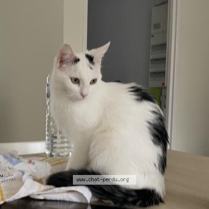 Photo 1/1 Teacup Chat perdu à Sombernon