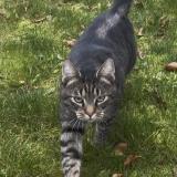 Photo de chat trouvé à Strasbourg