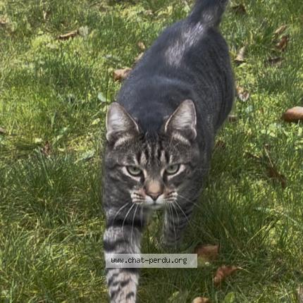 Photo 1/1 Chat trouvé Trouvé à Strasbourg