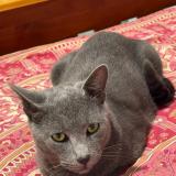 Photo de chat perdu à Parramatta