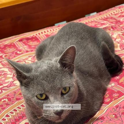 Photo 1/1 Pebble Chat perdu à Parramatta