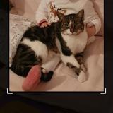 Photo de chat perdu à Sache