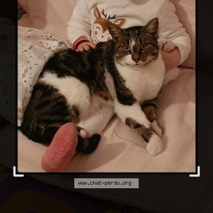 Photo 1/1 Mimi Chat perdu à Sache