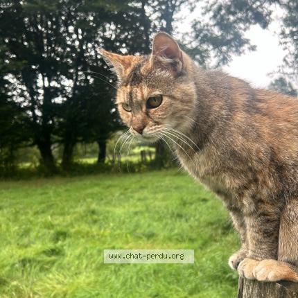 Photo 1/1 Chat trouvé Trouvé à Hampteau