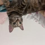 Photo de chat perdu à Toulon