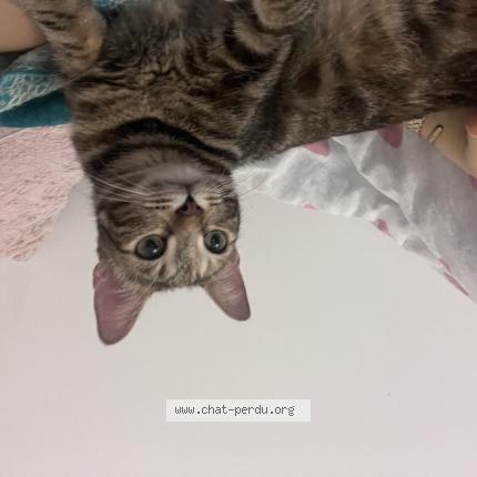 Photo 1/1 Chat retrouvé Perdu à Toulon