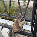 Photo de chat perdu à Argenteuil