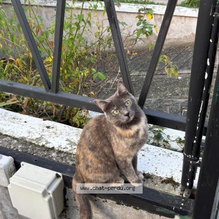 Photo 1/1 Chat retrouvé Perdu à Argenteuil