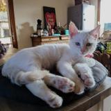 Photo de chat perdu à Noisy Le Grand