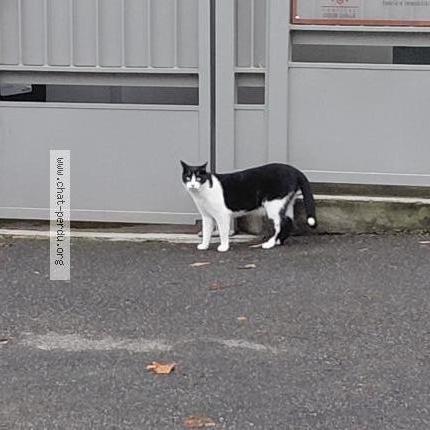 Photo 1/1 Chat trouvé Trouvé à Toulouse