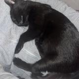 Photo de chat perdu à Coquelles