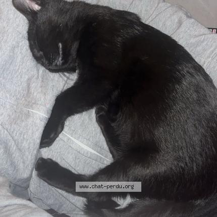 Photo 1/1 Simba Chat perdu à Coquelles