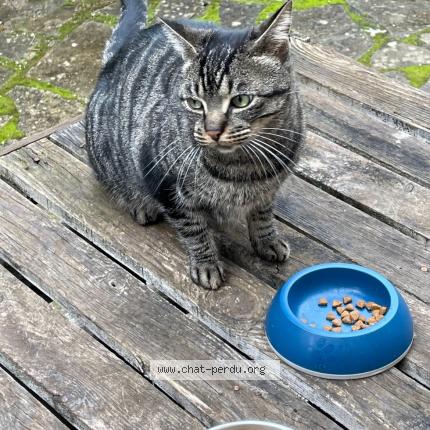 Photo 1/1 Chat trouvé Trouvé à Nimes courbessac