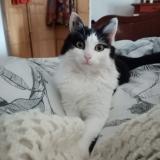 Photo de chat perdu à Bussac Sur Charente