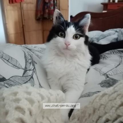 Photo 1/1 Hellie Chat perdu à Bussac sur charente