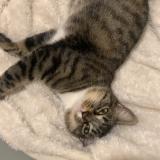 Photo de chat perdu à Saint Esteve