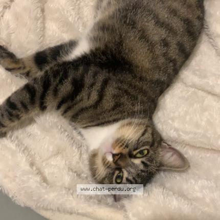 Photo 1/1 Lux Chat perdu à Saint esteve