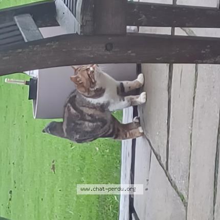 Photo 1/1 Chat trouvé Trouvé à Port en bessin huppain