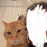 Photo de chat perdu à Montauban