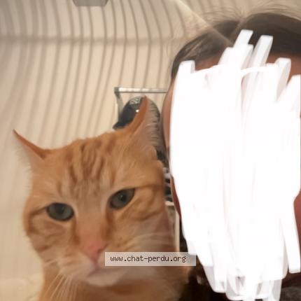 Photo 1/1 Chouchou Chat perdu à Montauban