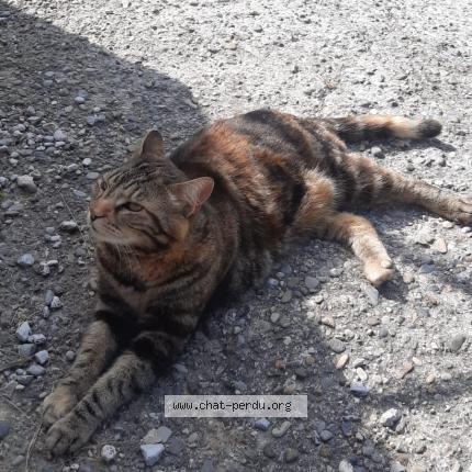 Photo 1/1 TIANA Chat perdu à Chateau arnoux st auban