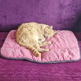 Photo de chat perdu à Toulon