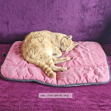 Photo 1/1 Roucou Chat perdu à Toulon