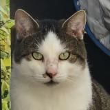 Photo de chat perdu à Sindelfingen