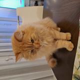 Photo de chat perdu à St Prex