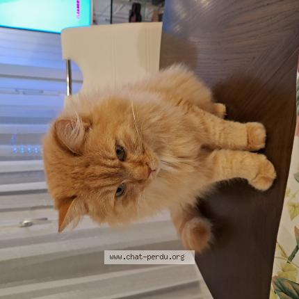 Photo 1/1 Pacha Chat perdu à St prex