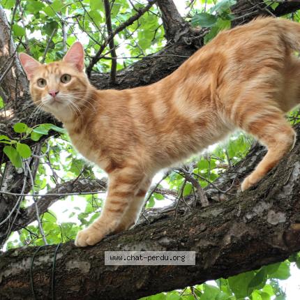 Photo 1/1 Pumpkin Chat perdu à Tornac