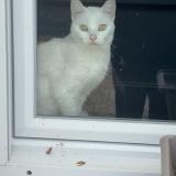 Photo de chat perdu à Nazelles Negron