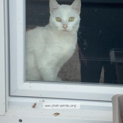 Photo 1/1 Zaya Chat perdu à Nazelles negron