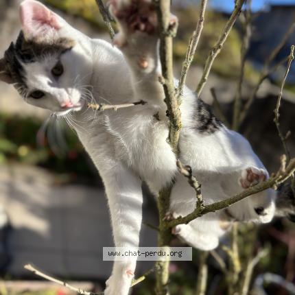 Photo 1/1 Pinceau Chat perdu à Verdun
