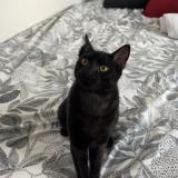 Photo de chat perdu à Rive De Gier