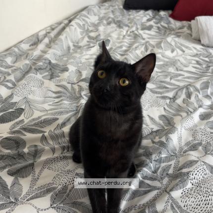 Photo 1/1 Booska Chat perdu à Rive de gier