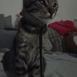 Photo de chat perdu à Franconville La Garenne