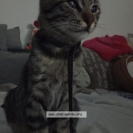 Photo 1/1 Summer Chat perdu à Franconville la garenne